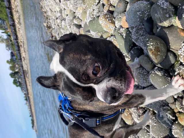 A Boston Terrier smiling on the rocky Puget Sound shoreline