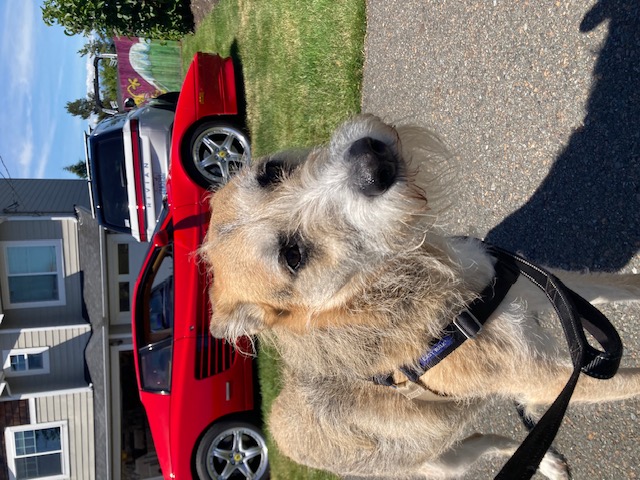 A scruffy terrier on a leash during a neighborhood walk in Edmonds